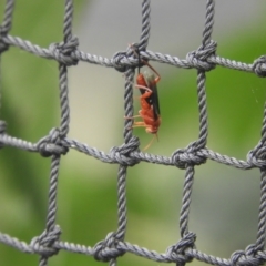 Lissopimpla excelsa (Orchid dupe wasp, Dusky-winged Ichneumonid) at Murrumbateman, NSW - 20 Nov 2023 by SimoneC