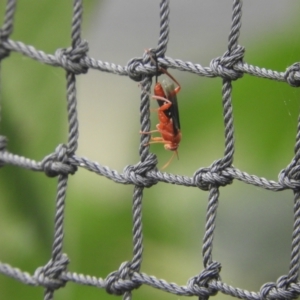 Lissopimpla excelsa at Murrumbateman, NSW - 20 Nov 2023