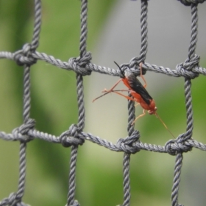 Lissopimpla excelsa at Murrumbateman, NSW - 20 Nov 2023