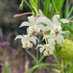 Gomphocarpus fruticosus (Narrow-leaved Cotton Bush) at Razorback, NSW - 19 Nov 2023 by trevorpreston