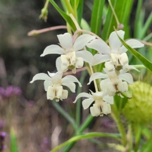 Gomphocarpus fruticosus at Wollondilly Local Government Area - 20 Nov 2023 10:21 AM