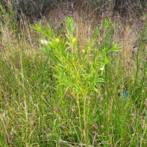 Gomphocarpus fruticosus at Wollondilly Local Government Area - 20 Nov 2023 10:21 AM