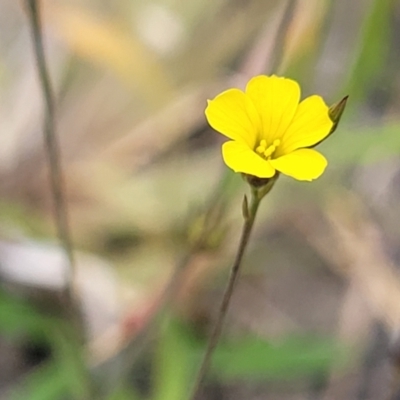 Linum trigynum (French Flax) at Campbelltown, NSW - 19 Nov 2023 by trevorpreston