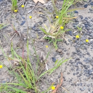 Linum trigynum at Campbelltown, NSW - 20 Nov 2023