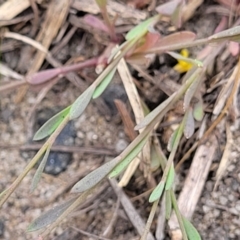 Linum trigynum at Campbelltown, NSW - 20 Nov 2023