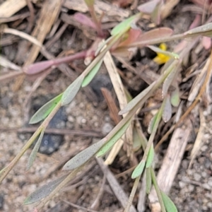 Linum trigynum at Campbelltown, NSW - 20 Nov 2023