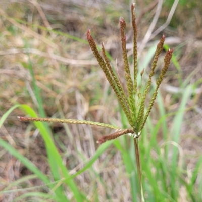 Chloris virgata (Feathertop Rhodes Grass) at Campbelltown, NSW - 19 Nov 2023 by trevorpreston