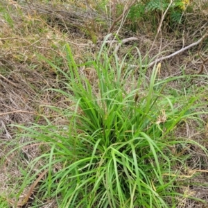 Chloris virgata at Campbelltown, NSW - 20 Nov 2023