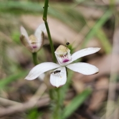 Caladenia moschata (Musky Caps) at Tallaganda State Forest - 20 Nov 2023 by Csteele4