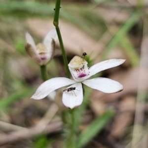 Caladenia moschata at QPRC LGA - suppressed