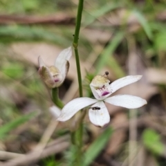 Caladenia moschata at QPRC LGA - 20 Nov 2023