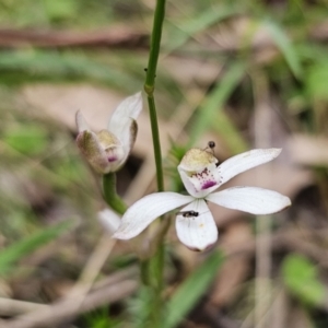 Caladenia moschata at QPRC LGA - suppressed