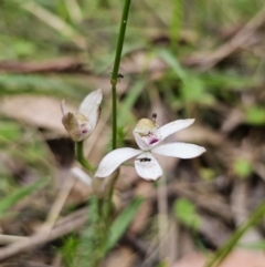 Caladenia moschata at QPRC LGA - suppressed