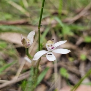 Caladenia moschata at QPRC LGA - suppressed