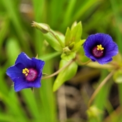 Lysimachia loeflingii (Blue Pimpernel) at Campbelltown, NSW - 20 Nov 2023 by trevorpreston