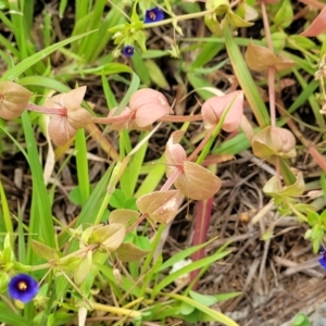 Lysimachia loeflingii at Campbelltown, NSW - 20 Nov 2023 09:59 AM