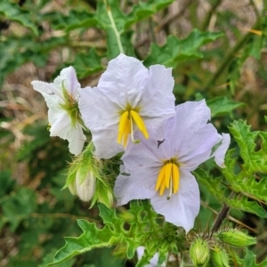 Solanum sisymbriifolium at Campbelltown, NSW - 20 Nov 2023 09:58 AM