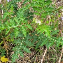 Solanum sisymbriifolium at Campbelltown, NSW - 20 Nov 2023