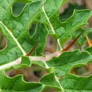 Solanum sisymbriifolium at Campbelltown, NSW - 20 Nov 2023