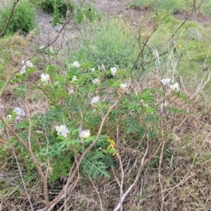 Solanum sisymbriifolium at Campbelltown, NSW - 20 Nov 2023