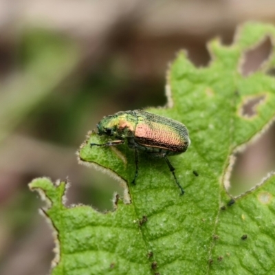 Diphucephala elegans (Green scarab beetle) at Tallaganda State Forest - 20 Nov 2023 by Csteele4