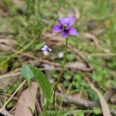 Viola betonicifolia subsp. betonicifolia (Arrow-Leaved Violet) at Rossi, NSW - 20 Nov 2023 by Csteele4