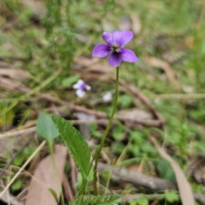 Viola betonicifolia subsp. betonicifolia (Arrow-Leaved Violet) at Rossi, NSW - 20 Nov 2023 by Csteele4