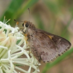 Trapezites phigalioides (Montane Ochre) at Cotter River, ACT - 20 Nov 2023 by Christine