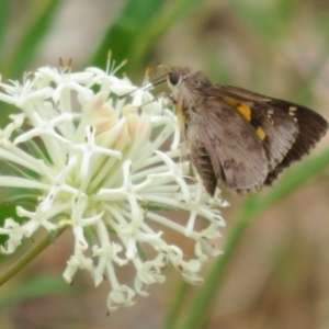 Trapezites phigalioides at Lower Cotter Catchment - 20 Nov 2023