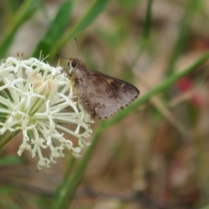 Trapezites phigalioides at Lower Cotter Catchment - 20 Nov 2023