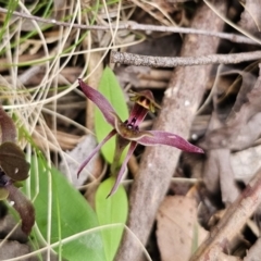 Chiloglottis sp. aff. jeanesii (Kybeyan Bird Orchid) at suppressed - 20 Nov 2023 by Csteele4