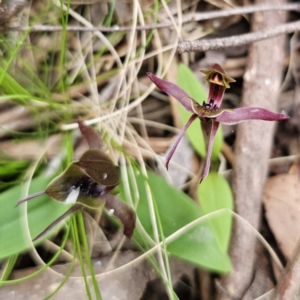 Chiloglottis sp. aff. jeanesii at suppressed - suppressed