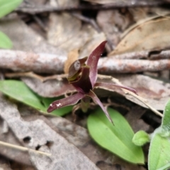 Chiloglottis sp. aff. jeanesii at suppressed - 20 Nov 2023