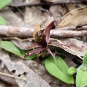 Chiloglottis sp. aff. jeanesii at suppressed - 20 Nov 2023