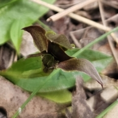 Chiloglottis sp. aff. jeanesii at suppressed - suppressed