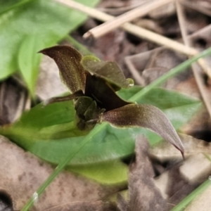 Chiloglottis sp. aff. jeanesii at suppressed - suppressed