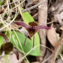 Chiloglottis sp. aff. jeanesii at suppressed - suppressed