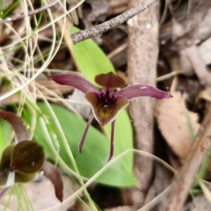 Chiloglottis sp. aff. jeanesii at suppressed - 20 Nov 2023