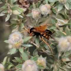 Cryptocheilus sp. (genus) (Spider wasp) at Rossi, NSW - 20 Nov 2023 by Csteele4