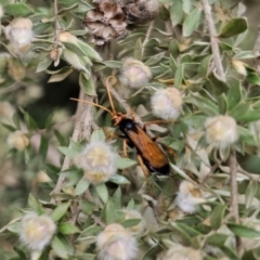 Cryptocheilus sp. (genus) at QPRC LGA - 20 Nov 2023