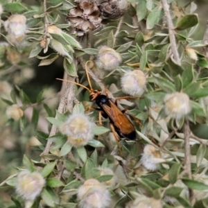 Cryptocheilus sp. (genus) at QPRC LGA - 20 Nov 2023