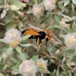 Cryptocheilus sp. (genus) at QPRC LGA - 20 Nov 2023