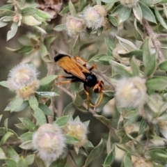 Cryptocheilus sp. (genus) at QPRC LGA - 20 Nov 2023