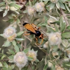 Cryptocheilus sp. (genus) at QPRC LGA - 20 Nov 2023