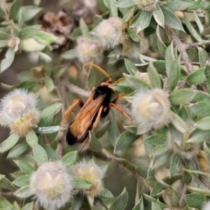 Cryptocheilus sp. (genus) at QPRC LGA - 20 Nov 2023