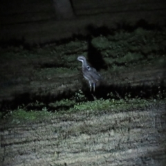 Burhinus grallarius (Bush Stone-curlew) at Forde, ACT - 19 Nov 2023 by BenW