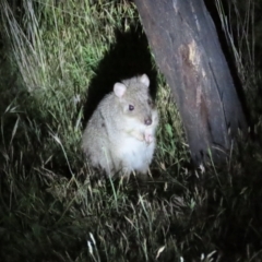 Bettongia gaimardi (Southern Bettong) at Mulligans Flat - 19 Nov 2023 by BenW