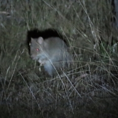 Bettongia gaimardi at Mulligans Flat - 19 Nov 2023