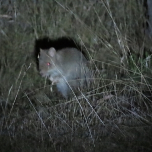 Bettongia gaimardi at Mulligans Flat - 19 Nov 2023 08:45 PM