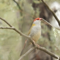Neochmia temporalis (Red-browed Finch) at Murrumbateman, NSW - 16 Nov 2023 by SimoneC